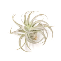 Tillandsia Harrisii Air Plants