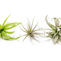 SALE - The Inca Collection of Tillandsia Air Plants - Sets of 9 or 18 - 30% Off