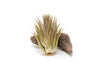 SALE - Tillandsia Ionantha Guatemala "Macho" Air Plants - Set of 5 or 10