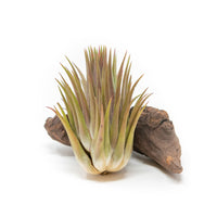 SALE - Tillandsia Ionantha Guatemala "Macho" Air Plants - Set of 5 or 10