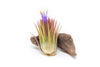 SALE - Tillandsia Ionantha Guatemala "Macho" Air Plants - Set of 5 or 10