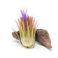 SALE - Tillandsia Ionantha Guatemala "Macho" Air Plants - Set of 5 or 10
