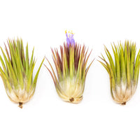 SALE - Tillandsia Ionantha Guatemala "Macho" Air Plants - Set of 5 or 10