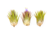 SALE - Tillandsia Ionantha Guatemala "Macho" Air Plants - Set of 5 or 10
