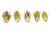 SALE - Tillandsia Ionantha Guatemala "Macho" Air Plants - Set of 5 or 10