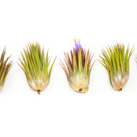 SALE - Tillandsia Ionantha Guatemala "Macho" Air Plants - Set of 5 or 10