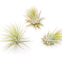 Tillandsia Ionantha Rubra Air Plants