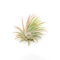 Tillandsia Ionantha Rubra Air Plants