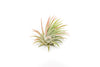 Tillandsia Ionantha Rubra Air Plants - Set of 10 or 20