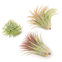 Large Tillandsia Ionantha Rubra Air Plants