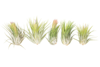 SALE - XL Tillandsia Ionantha Scaposa - Set of 5 or 10