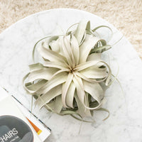 Spectacular Jumbo Tillandsia Xerographica / 8+ Inches Wide