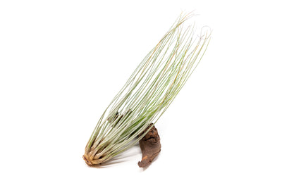 Large Tillandsia Juncea Air Plants /  8-12 Inch Plants