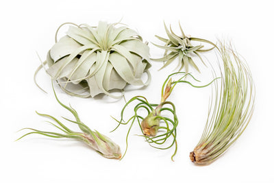 filifolia air plant Tillandsia Filifolia Air Plants