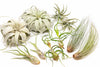 SALE - Large Tillandsia Air Plant Variety - Set of 10, 15, or 20 - 40% Off