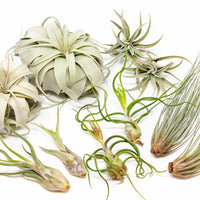 SALE - Large Tillandsia Air Plant Variety - Set of 10, 15, or 20 - 40% Off