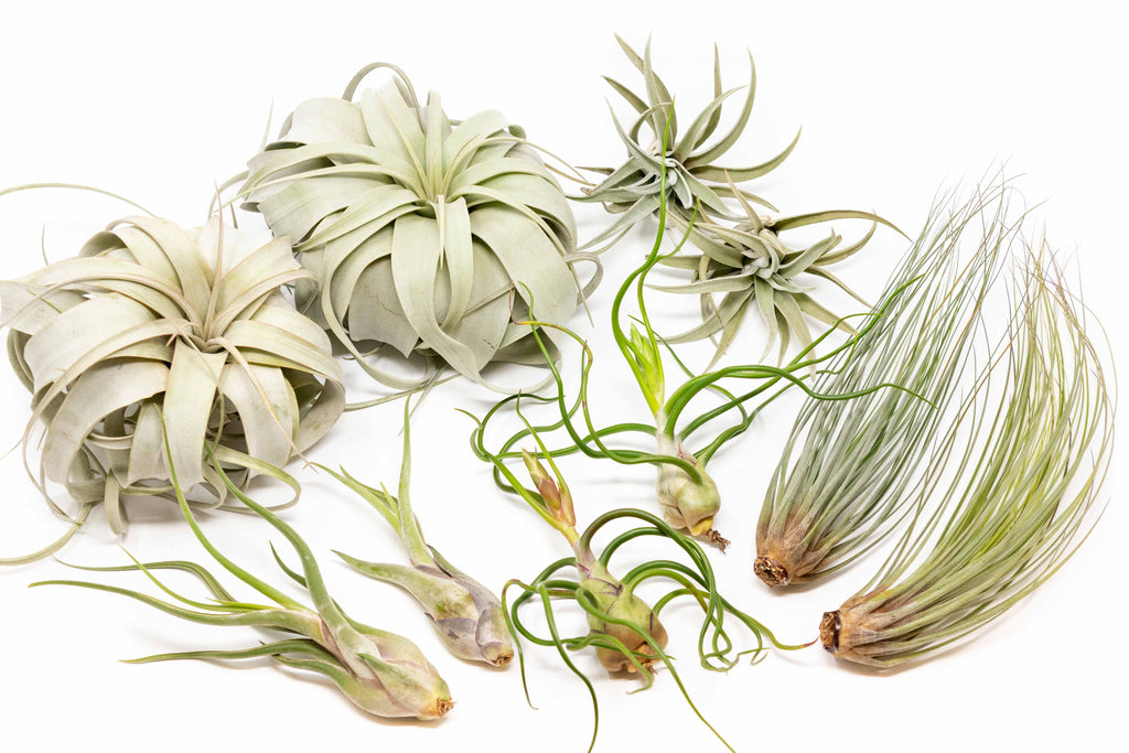 small air plants for sale SALE - Large Tillandsia Air Plant Variety - Set of 10, 15, or 20 - 40%