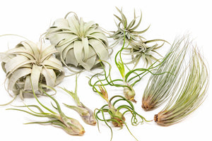 SALE - Large Tillandsia Air Plant Variety - Set of 10, 15, or 20 - 40% Off