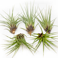 Large Tillandsia Melanocrater Tricolor Air Plants / 6-8 Inch Plants