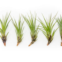 Large Tillandsia Melanocrater Tricolor Air Plants / 6-8 Inch Plants