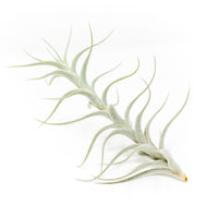Tillandsia Albida 'Minor' Air Plant
