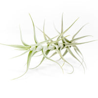 Tillandsia Albida 'Minor' Air Plant