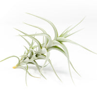 Tillandsia Albida 'Minor' Air Plant