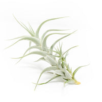 Tillandsia Albida 'Minor' Air Plant