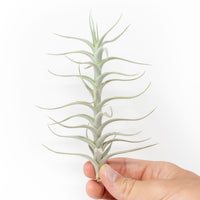 Tillandsia Albida 'Minor' Air Plant