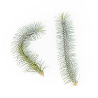 Tillandsia Funckiana v. Recurvifolia Air Plant