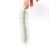 Tillandsia Funckiana v. Recurvifolia Air Plant