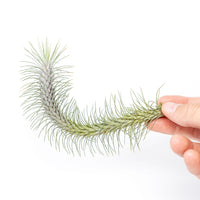 Tillandsia Funckiana v. Recurvifolia Air Plant