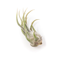 Tillandsia Pruinosa Air Plants