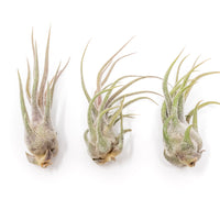 Tillandsia Pruinosa Air Plants
