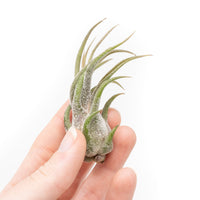 Tillandsia Pruinosa Air Plants