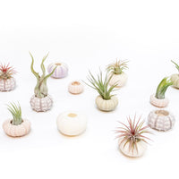 Purple Urchin with Tillandsia Air Plant