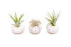 Purple Urchin with Tillandsia Air Plant - Set of 3, 6 or 9
