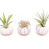 Purple Urchin with Tillandsia Air Plant - Set of 3, 6 or 9