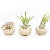 Green Urchins with Tillandsia Air Plants - Set of 1, 3 or 5