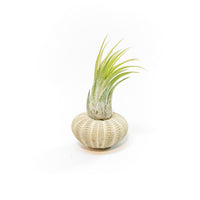 Green Urchins with Tillandsia Air Plants - Set of 1, 3 or 5