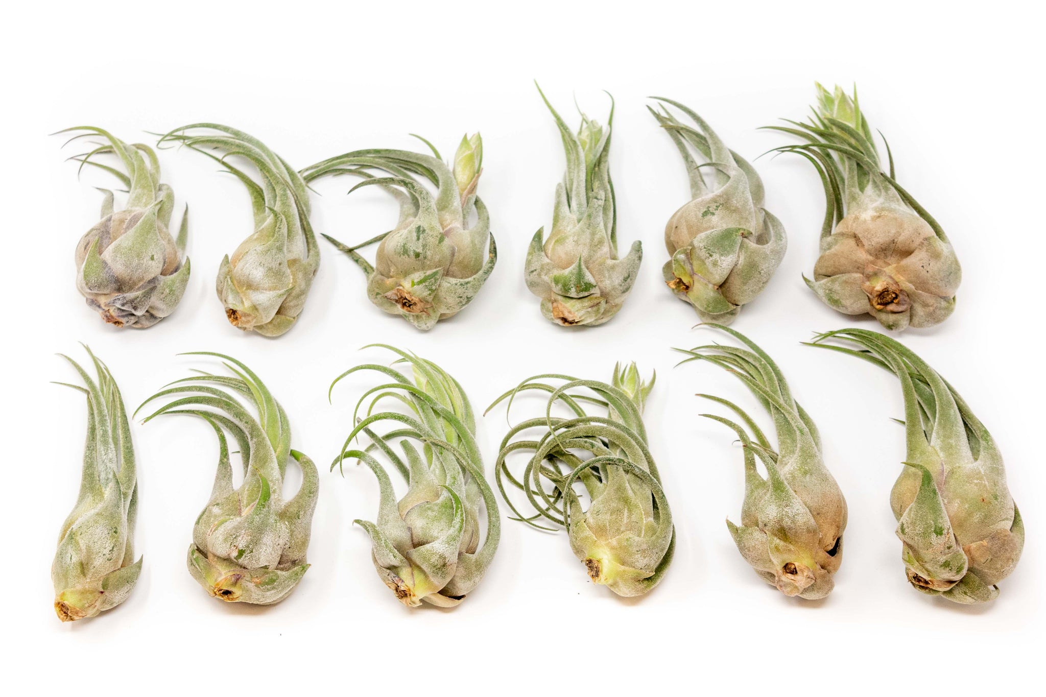 Tillandsia Seleriana XL – Pianta Aerea Sfusa, Senza Terra, Facile Da Curare, Ideale Per Terrari E Bagni, Esemplare Unico