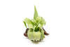 Tillandsia Streptophylla Air Plants - Set of 3 or 6 - 30% Off