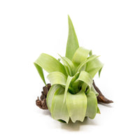 Tillandsia Streptophylla Air Plants - Set of 3 or 6 - 30% Off