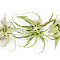 Tillandsia Streptophylla Air Plants - Set of 3 or 6 - 30% Off