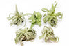 Tillandsia Streptophylla Air Plants - Set of 3 or 6 - 30% Off