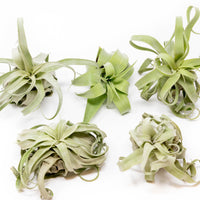 Tillandsia Streptophylla Air Plants - Set of 3 or 6 - 30% Off