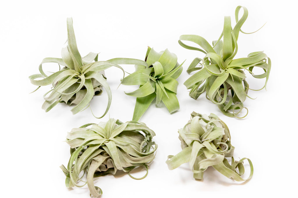 Tillandsia Streptophylla Air Plants - Set of 3 or 6 - 30% Off