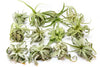 Tillandsia Streptophylla Air Plants - Set of 3 or 6 - 30% Off