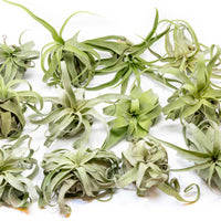 Tillandsia Streptophylla Air Plants - Set of 3 or 6 - 30% Off