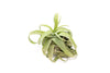 Tillandsia Streptophylla Air Plants - Set of 3 or 6 - 30% Off